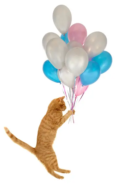 Uçan balon kedi — Stok fotoğraf