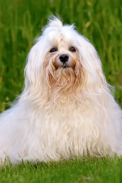 Bichon havanais σκυλί — Φωτογραφία Αρχείου