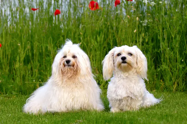 Dwa młody Psy bichony — Zdjęcie stockowe
