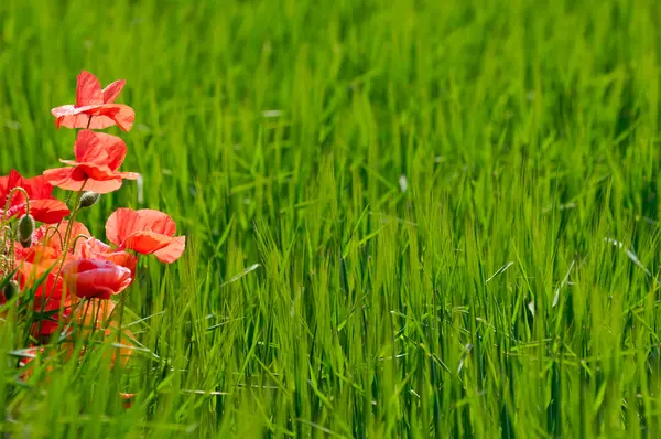 Poppy bloemen en maïsveld — Stockfoto