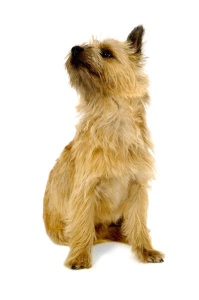 Cairn Terriër hond — Stockfoto