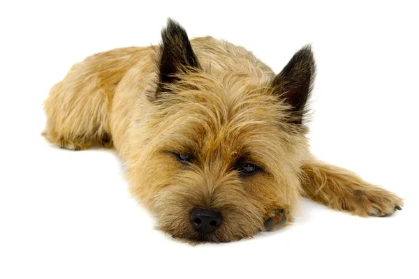Ospalý pes — Stock fotografie
