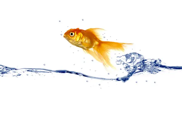 Goldfish jumping — Stock Photo, Image