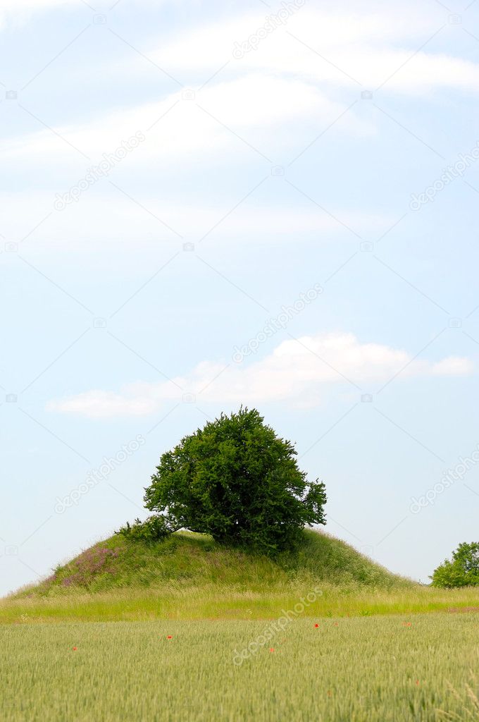 Tree on small hill