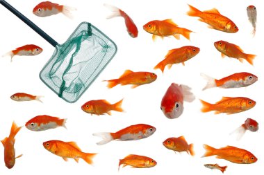 Many goldfish and net clipart