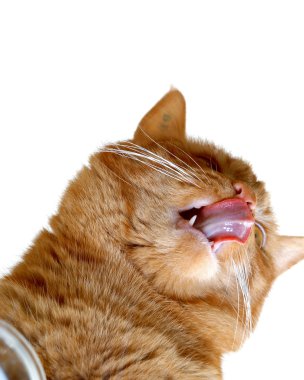 Cat drinking milk clipart