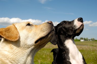 iki köpek arıyorum