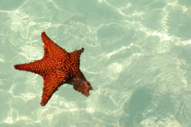 Karayip denizinde kırmızı deniz yıldızı.