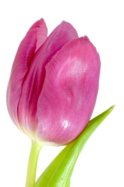Rosa tulipan – stockfoto