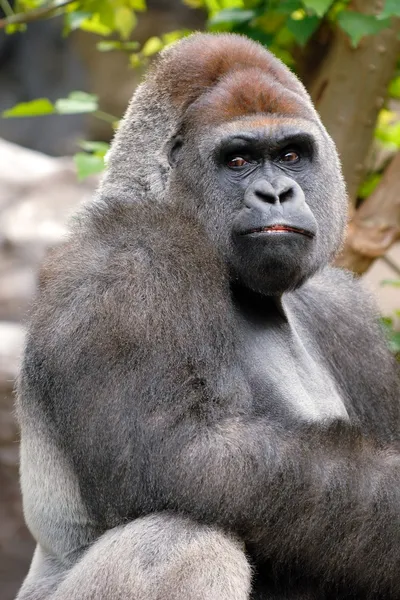 Gorilla is poseren — Stockfoto
