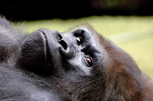 Ruhender Gorilla — Stockfoto