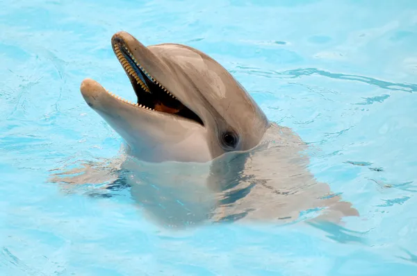 Delfin szczęśliwy uśmiechający się — Zdjęcie stockowe