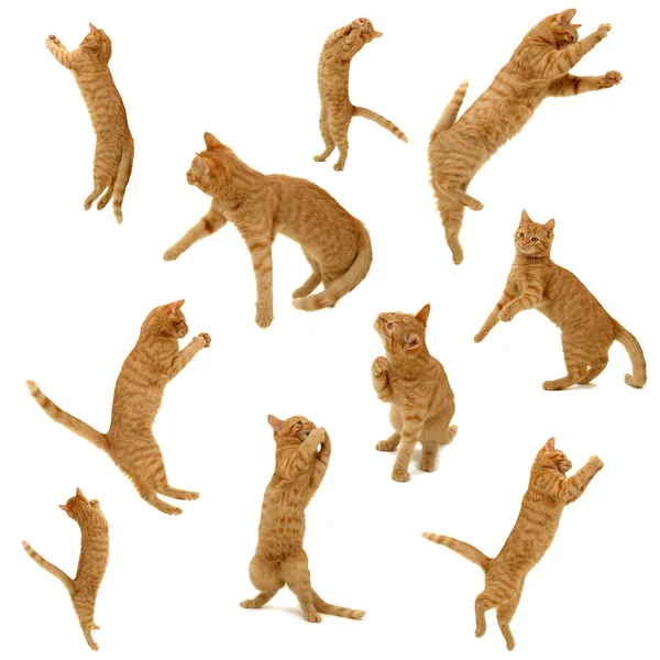 Kotě kolekce — Stock fotografie