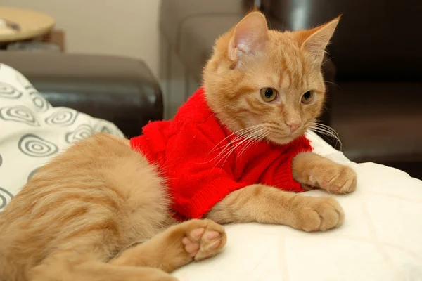 Kätzchen im roten Pullover — Stockfoto