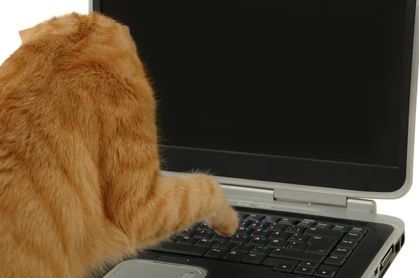 Cat sta usando il computer portatile — Foto Stock