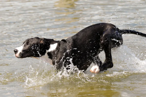Большая датская собака бежит в воде — стоковое фото