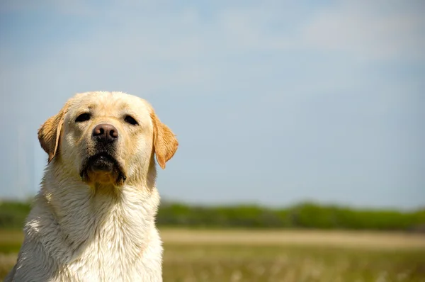 Perro labrador — Foto de Stock