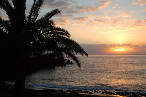 stock image Palm and sunset