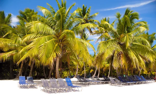 Paradise beach with palms and sunbeds — Stock Photo, Image