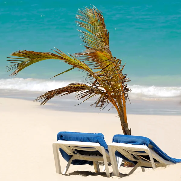 太阳躺椅和棕榈在异国海滩 — 图库照片