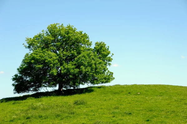 丘の上のツリー — ストック写真