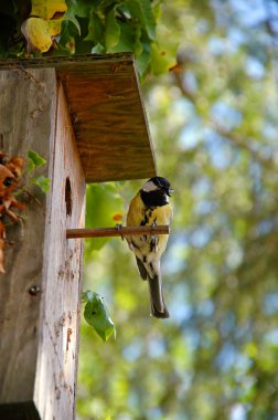 Bird and house clipart