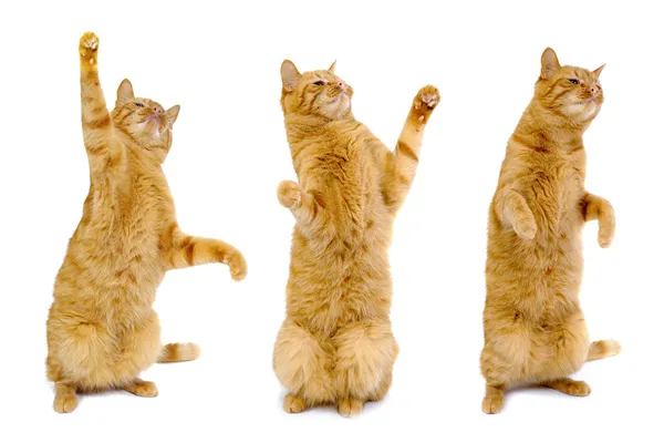3 猫ダンス — ストック写真