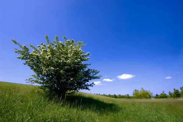 Arbusto verde — Fotografia de Stock