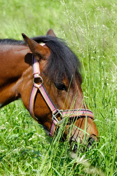 Pony en groen gras — Stockfoto