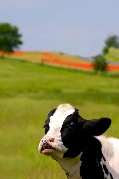 有趣的奶牛 — 图库照片