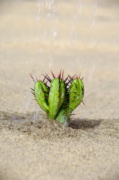 Vattning en kaktus — Stockfoto