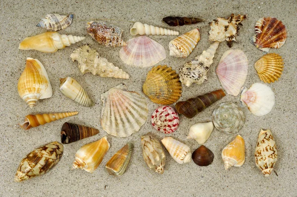 Collezione Shell in sabbia — Foto Stock