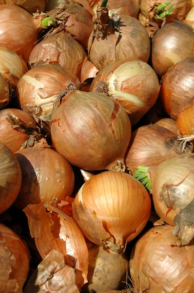 stock image Onion background