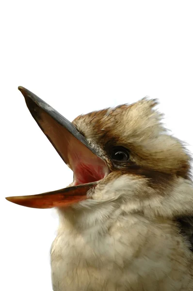 Şarkı söyleyen kuş — Stok fotoğraf