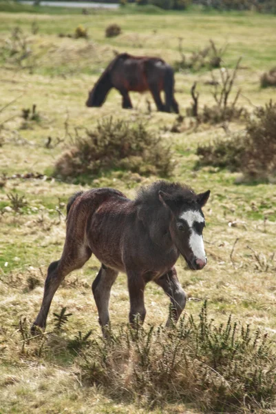 Exmoor Foal — Stock Photo, Image