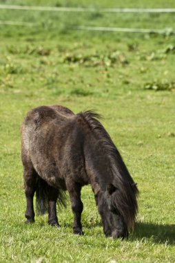 Shetland Pony 001 clipart