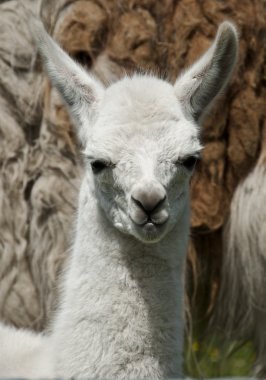 Week Old Llama 002 clipart