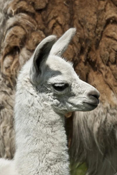Неделя старого ламы — стоковое фото