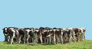 Small Herd of Young Cattle clipart