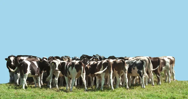 Piccola mandria di giovani bovini — Foto Stock