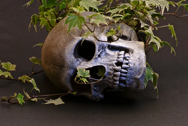 Skull in Ivy — Stock Photo, Image