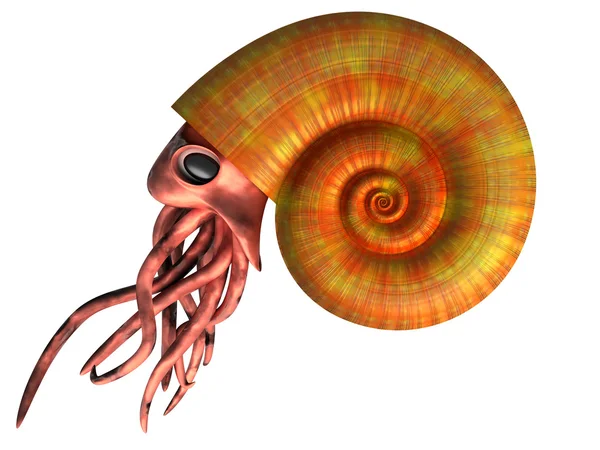 Ammonita — Foto de Stock
