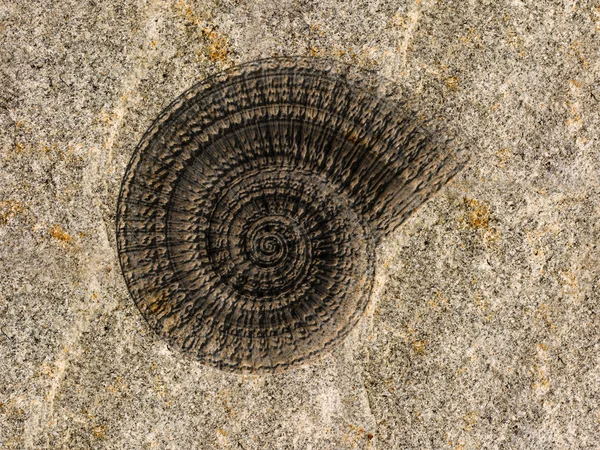 stock image Ammonite fossil