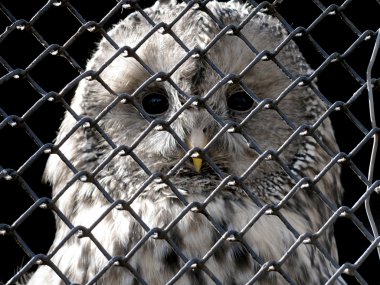 Owl under grating clipart