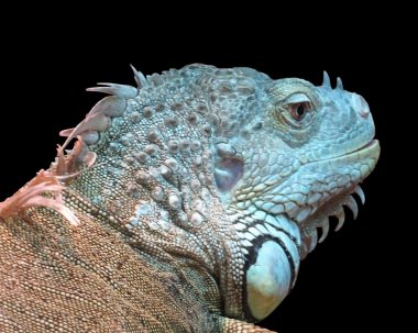 Iguana