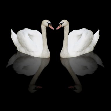 Two swans clipart