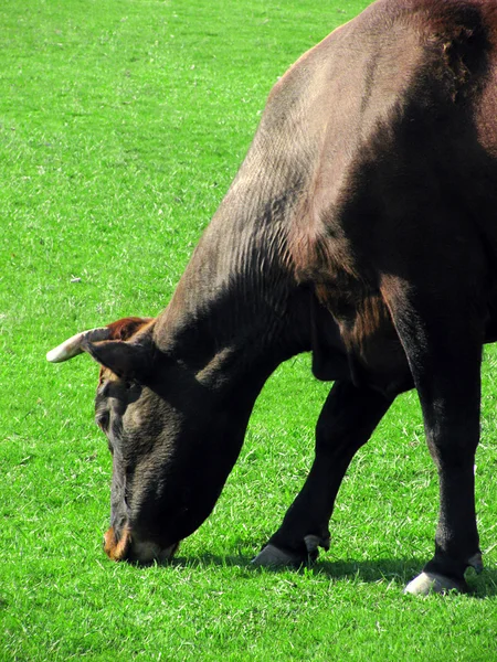 stock image Cow