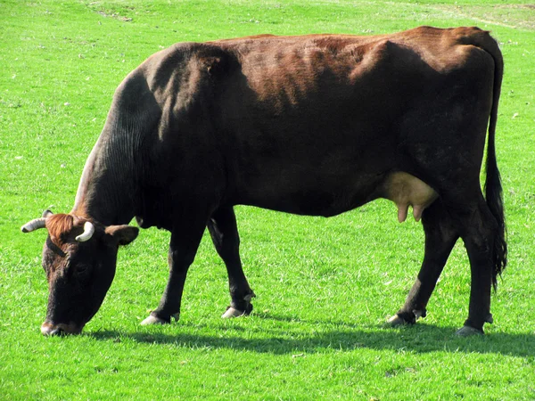 stock image Cow