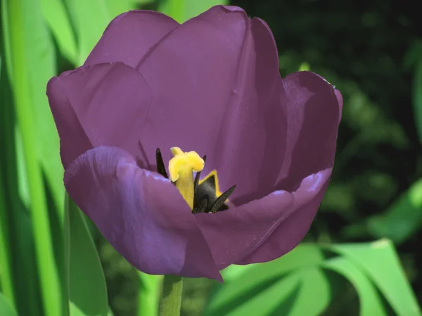 Tulipán violeta — Foto de Stock