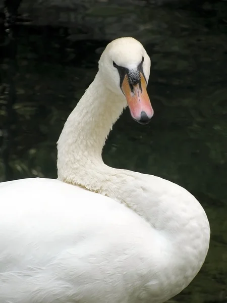 白色天鹅 — 图库照片